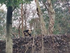 -都江堰中华大熊猫苑