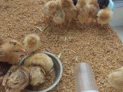 -怪兽屋·羊驼·猫咖·狗咖(俊华广场店)