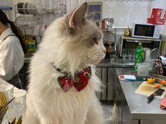 -共舞时光猫咖·狗咖(新街口店)