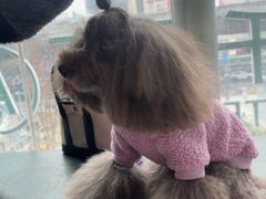 -帕帕拉兹宠物(亚洲旗舰店)