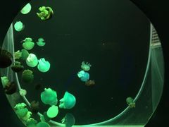 -大连圣亚海洋世界