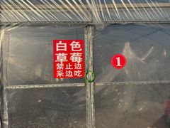 -喜杨洋草莓采摘园