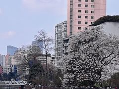 -成都市活水公园