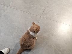 -伟伟宠物医院·CT影像中心·瑞派犬猫综合性门诊(汉口总院)