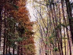 -合肥滨湖国家森林公园