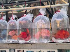 -中环花鸟鱼虫市场