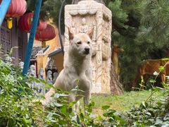 -龙华素斋(龙华路店)