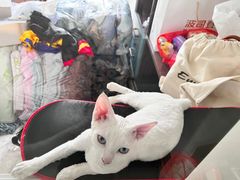 -糯米喵星人总部直营旗舰店·猫舍·幼猫出售