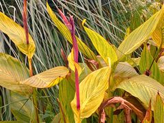 -桤木河湿地公园