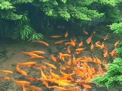 -玉苍山国家森林公园