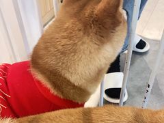 -南京Hallo宠物乐园·哈罗犬舍·柴犬繁育基地