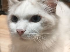 -袖虎·猫馆(体育西路店)