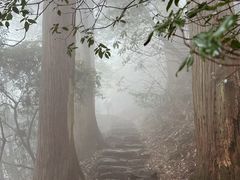 -天目山大树王景区