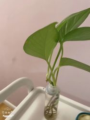 -SILKTONE诗丽堂美容