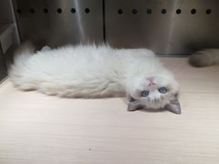 -瞄一喵猫咖(格力海岸店)