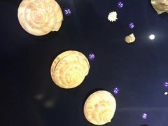 -青岛贝壳博物馆
