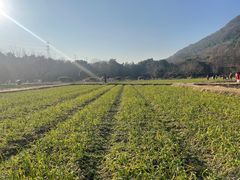 -八卦田遗址公园