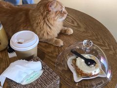 -藏猫猫咖啡主题馆(中央大道店)