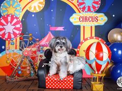 -超宠爱宠物摄影-Super pet