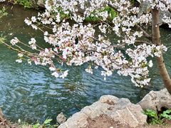 -羊山湖公园