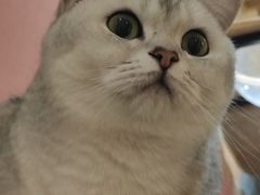 -滚猫咖啡·猫咖·猫友好撸猫(未来城店)