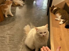-瞄一喵猫咖(格力海岸店)