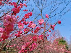 -梅花山(明孝陵内)