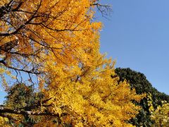 -香山公园