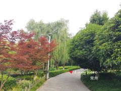 -青枫公园