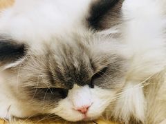 -猫和宫(六道口店)