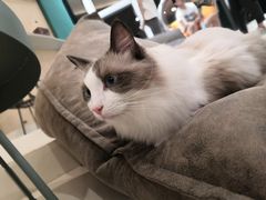 -飞行喵MR PILOT|猫舍·猫咖(静安大融城店)