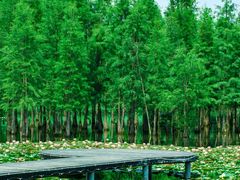 -白鹭湾湿地公园