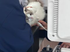 -天使宠物医院·犬猫分诊(彩虹店)