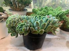 -双季花艺园艺市场(浦东店)
