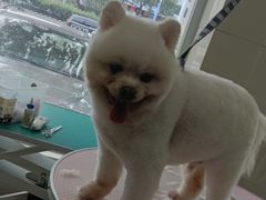 -北京观赏动物医院·24小时大型综合·猫专科·异宠专科