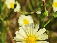 -野鸭湖国家湿地公园