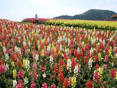 -径山花海