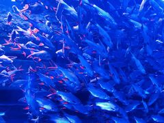 -成都浩海立方海洋公园