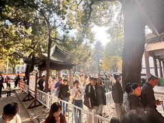 -秋霞圃