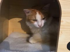 -绒爪撸猫下午茶·猫咖