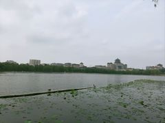 -莲花池公园