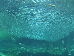 -西海国立公园九十九岛水族馆