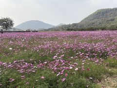 -艾米稻香小镇