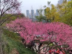 -重庆彩云湖湿地公园