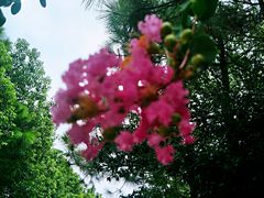 -雨花胜境