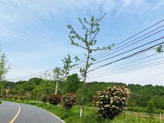-千年银杏谷文化旅游区