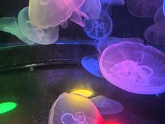 -太平洋海底世界