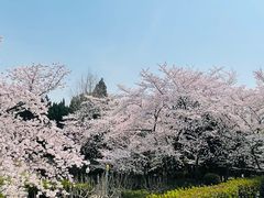 -嘉定紫藤园