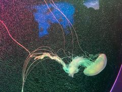 -太平洋海底世界