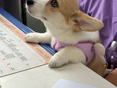 -瑞派·关忠动物医院·猫专科·犬专科(三环新城店)